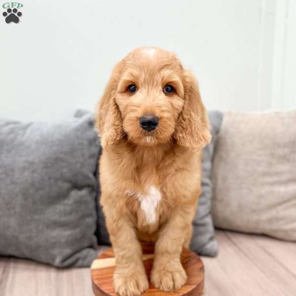 Grant, Goldendoodle Puppy