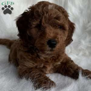 Liam, Mini Whoodle Puppy