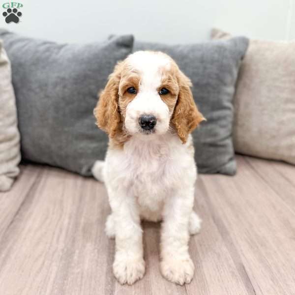 Georgie, Goldendoodle Puppy