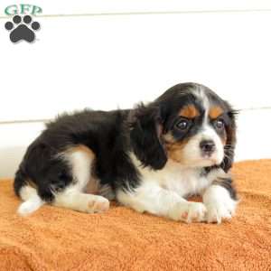 Blakie, Cavalier King Charles Spaniel Puppy