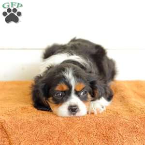 Blakie, Cavalier King Charles Spaniel Puppy