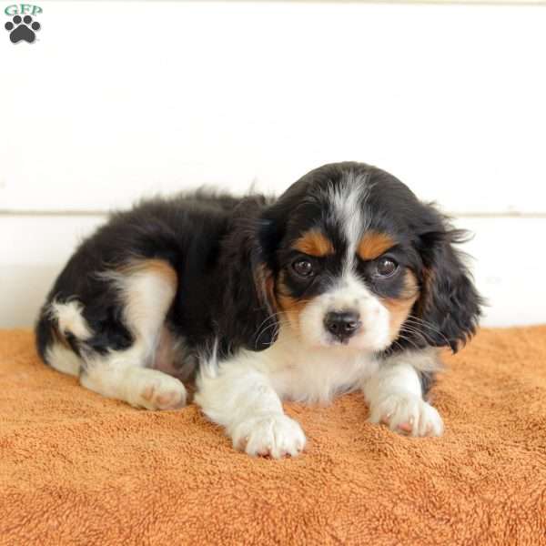 Blakie, Cavalier King Charles Spaniel Puppy