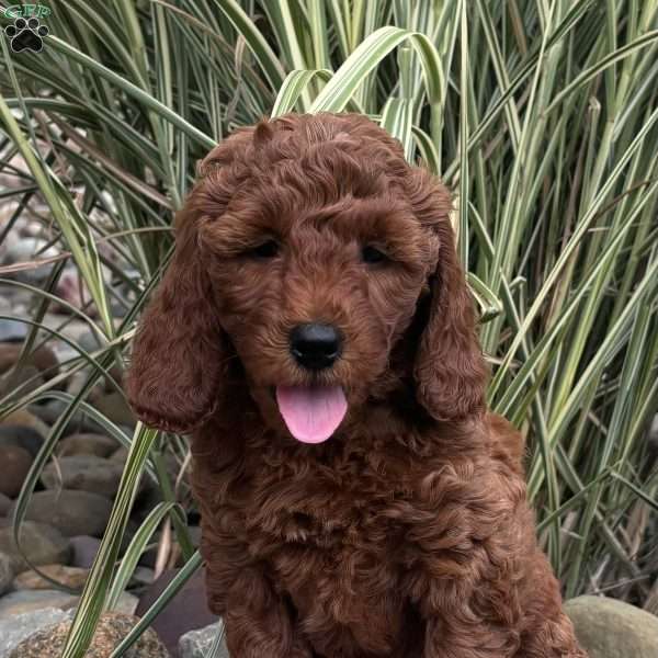 Charlotte, Mini Whoodle Puppy