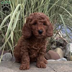 Charlotte, Mini Whoodle Puppy