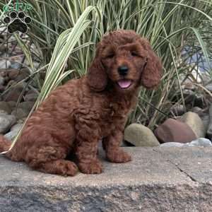 Charlotte, Mini Whoodle Puppy
