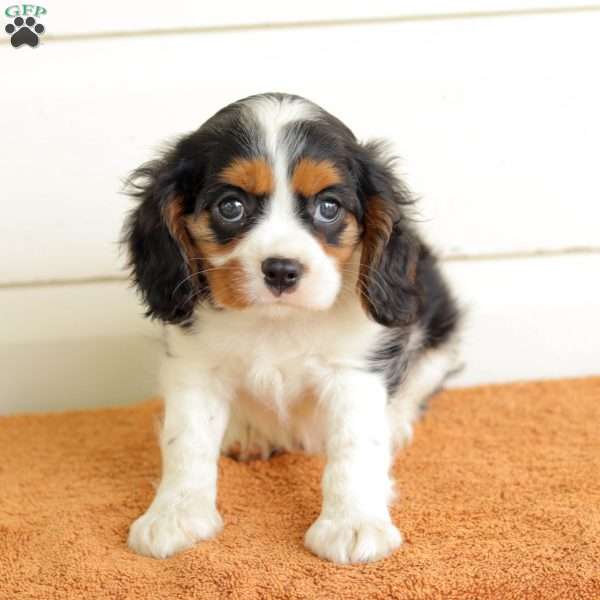 Benjie, Cavalier King Charles Spaniel Puppy