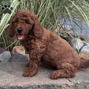 Charlotte, Mini Whoodle Puppy
