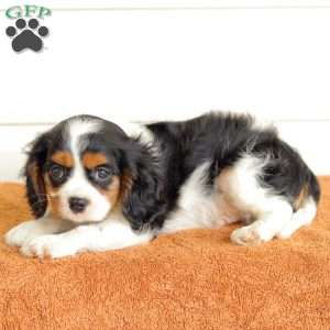 Benjie, Cavalier King Charles Spaniel Puppy