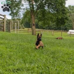 Bea, Belgian Malinois Puppy