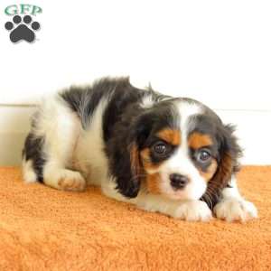 Benjie, Cavalier King Charles Spaniel Puppy