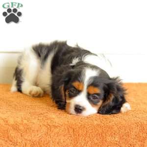 Benjie, Cavalier King Charles Spaniel Puppy