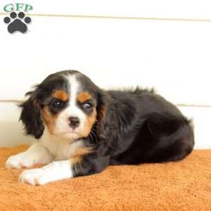 Becky, Cavalier King Charles Spaniel Puppy