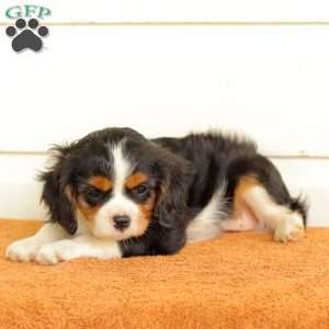 Becky, Cavalier King Charles Spaniel Puppy