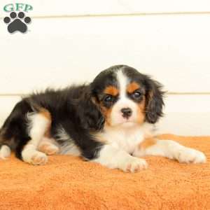 Becky, Cavalier King Charles Spaniel Puppy