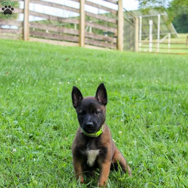 Bella, Belgian Malinois Puppy