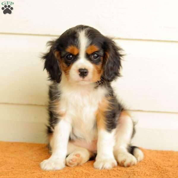 Becky, Cavalier King Charles Spaniel Puppy