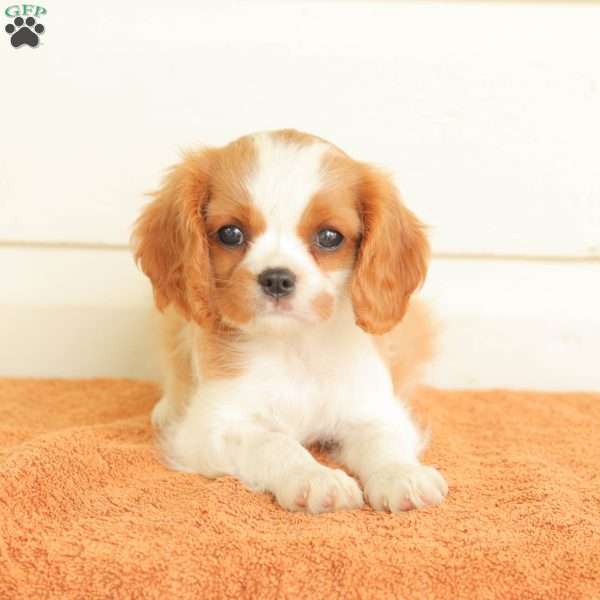 Patsy, Cavalier King Charles Spaniel Puppy