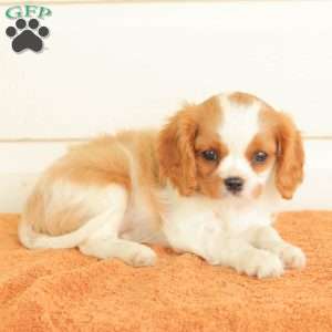 Patsy, Cavalier King Charles Spaniel Puppy
