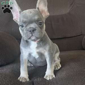 Sage, French Bulldog Puppy
