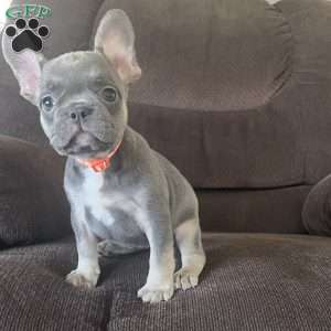 Sage, French Bulldog Puppy
