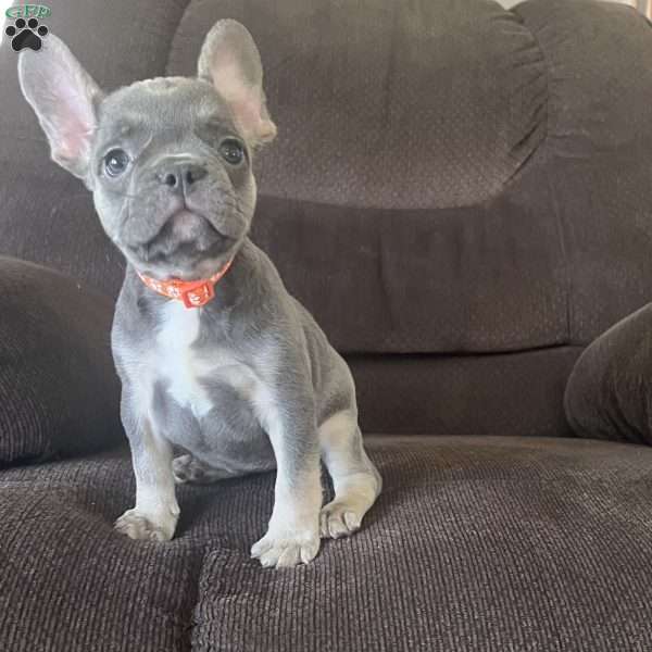 Sage, French Bulldog Puppy