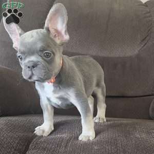 Sage, French Bulldog Puppy