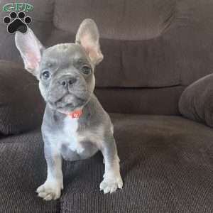 Sage, French Bulldog Puppy