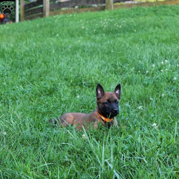 Bea, Belgian Malinois Puppy