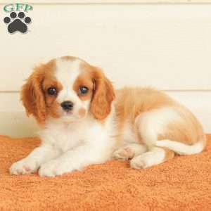 Patsy, Cavalier King Charles Spaniel Puppy