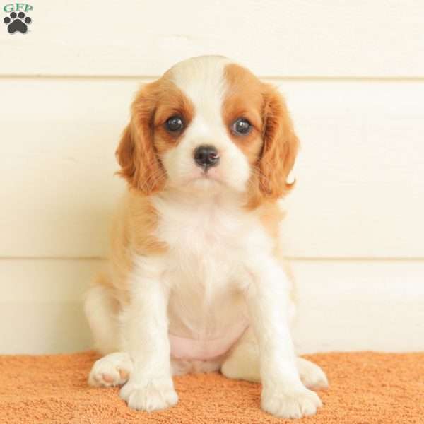 Petunia, Cavalier King Charles Spaniel Puppy