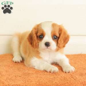 Petunia, Cavalier King Charles Spaniel Puppy