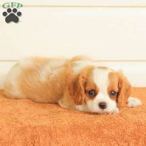 Petunia, Cavalier King Charles Spaniel Puppy