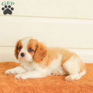 Petunia, Cavalier King Charles Spaniel Puppy