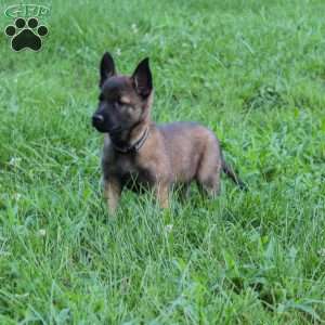 Bailey, Belgian Malinois Puppy