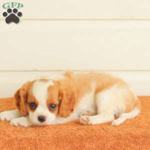 Petunia, Cavalier King Charles Spaniel Puppy