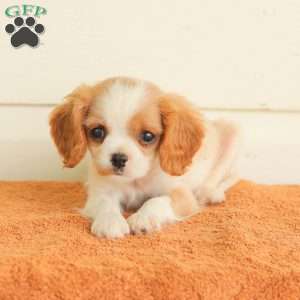 Peanut, Cavalier King Charles Spaniel Puppy