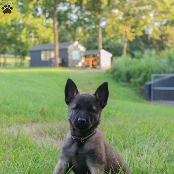 Bailey, Belgian Malinois Puppy