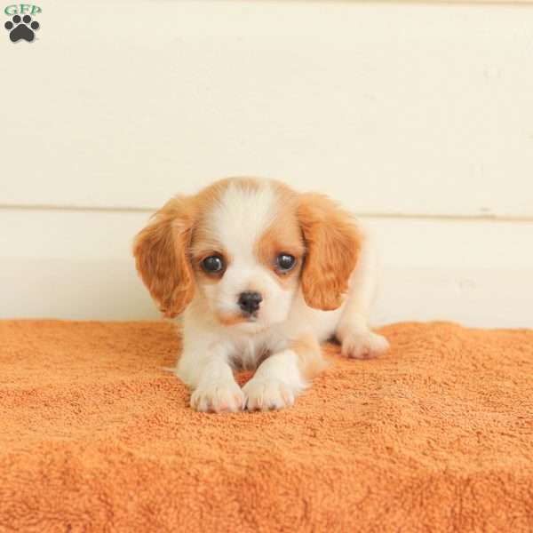 Peanut, Cavalier King Charles Spaniel Puppy