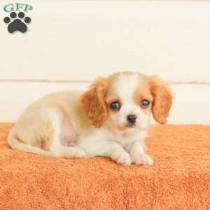 Peanut, Cavalier King Charles Spaniel Puppy