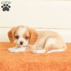 Peanut, Cavalier King Charles Spaniel Puppy