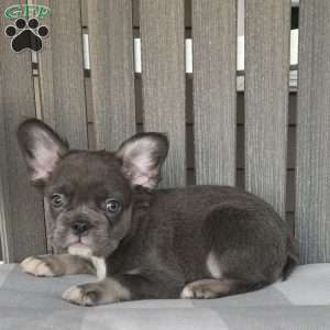 Shad, French Bulldog Puppy