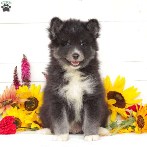 Aspen, Pomsky Puppy