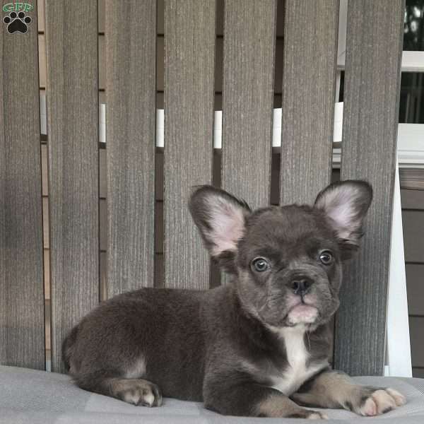 Shad, French Bulldog Puppy