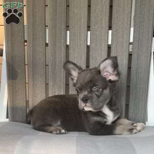 Shad, French Bulldog Puppy