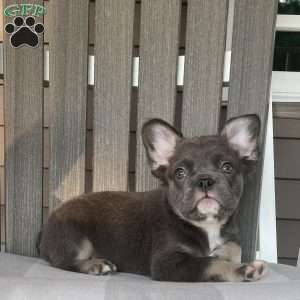 Shad, French Bulldog Puppy