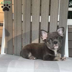 Shad, French Bulldog Puppy