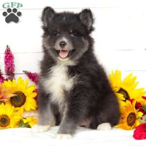 Aspen, Pomsky Puppy