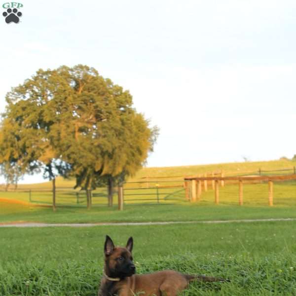 Basha, Belgian Malinois Puppy