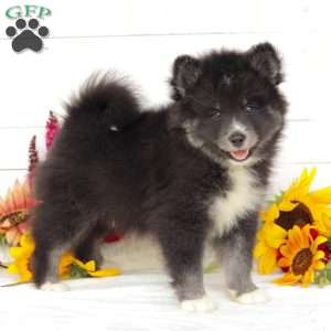 Aspen, Pomsky Puppy