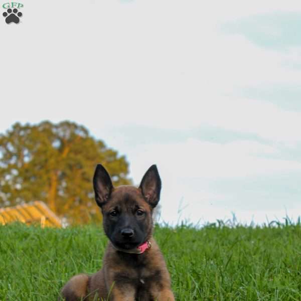 Bristol, Belgian Malinois Puppy
